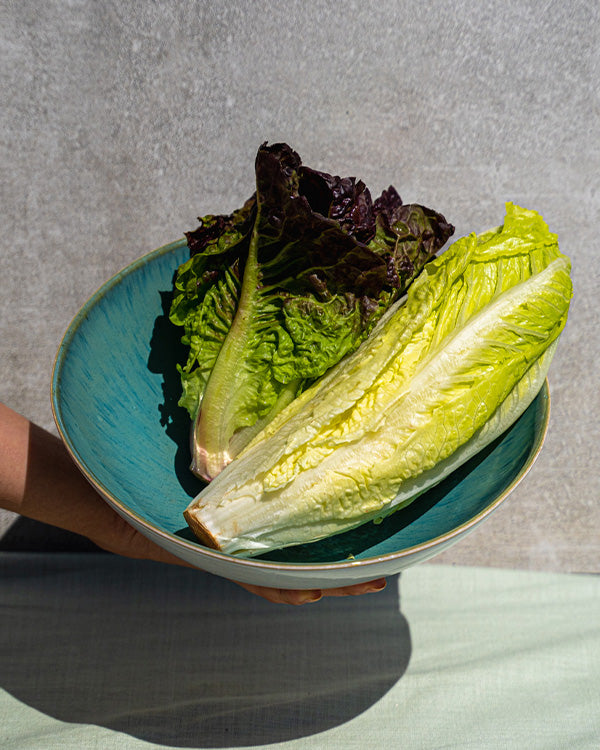 Grüner und roter Salat in einer türkisfarbenen Schale, die von einer Hand gehalten wird.
